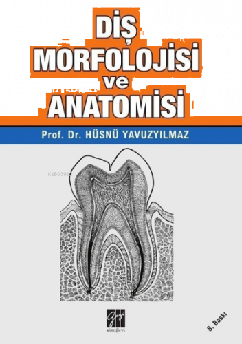 Diş Morfolojisi ve Anatomisi