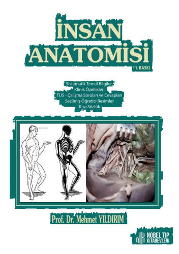 İnsan Anatomisi